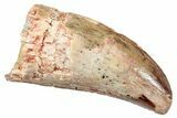 Serrated, Carcharodontosaurus Tooth - Thick Tooth #250563-1